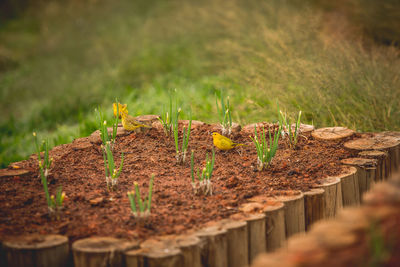 Close-up of plant growing on field