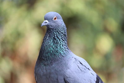 Close-up of pigeon bird with green blur background, outdoors pigeon birds