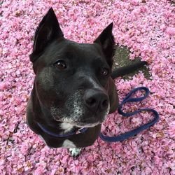 Close-up of a dog