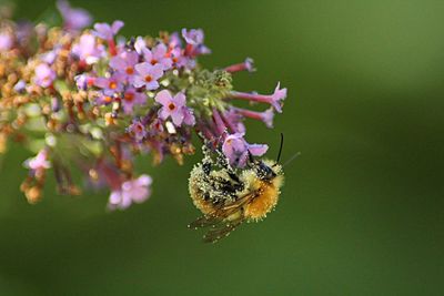 Close-up of bee on flower