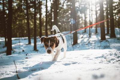 Dog on snow covered land