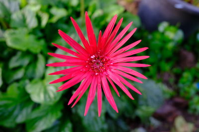 Close-up of pink flower