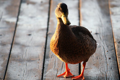 Close-up of duck in water