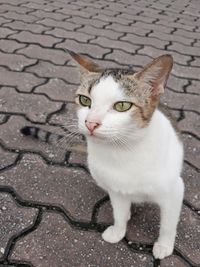 High angle view of cat on street