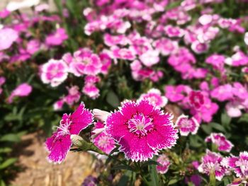 Close-up of pink flowering plants on field