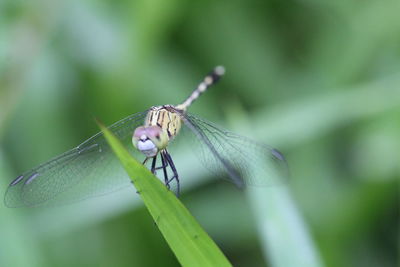Close-up of insect on leaf