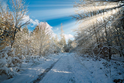 Snow covered road amidst trees against sky