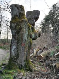 Bare tree on field against sky