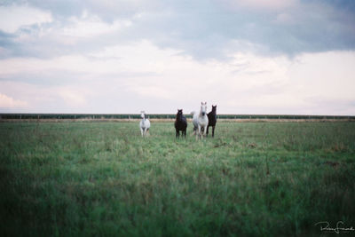 Horses on field against sky