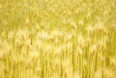 Full frame shot of wheat field