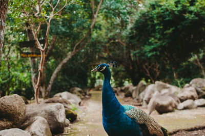 View of peacock on rock