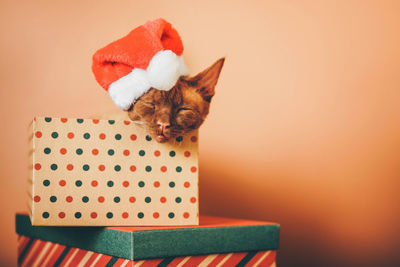 Beautiful purebred cat with christmas hat. new year. christmas animals.