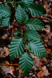 High angle view of leaves on plant