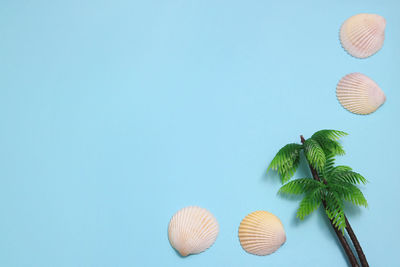 Low angle view of shells against blue sky