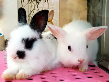 Portrait of white cat