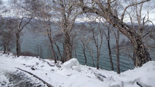 Snow covered trees against sky