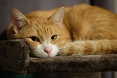 Orange cat resting on shelf