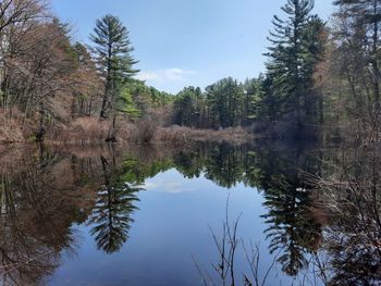 Reflection of trees in lake against sky