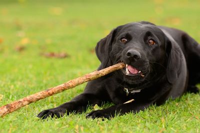 Close-up of black labrador retriever playing with wood on field