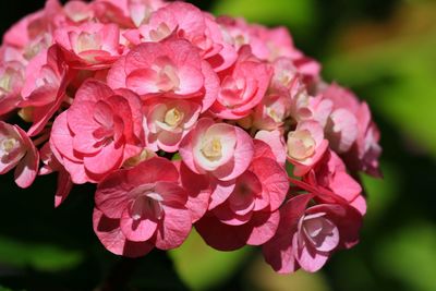 Close-up of pink rose blooming