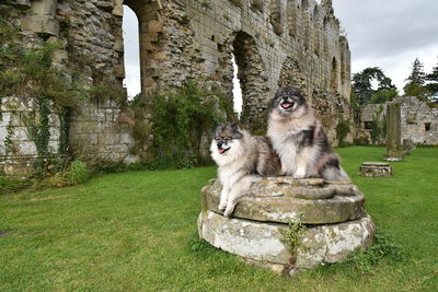 Two keeshond dogs sitting in jervaulx abbey ruins