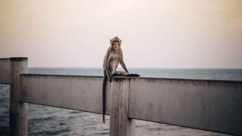 Monkey sitting on railing against sky