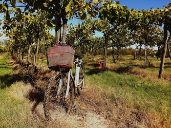 Trees growing on field