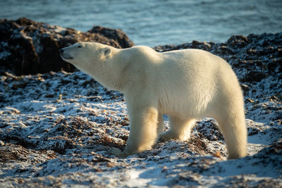 Polar bear stands on rocks stretching neck