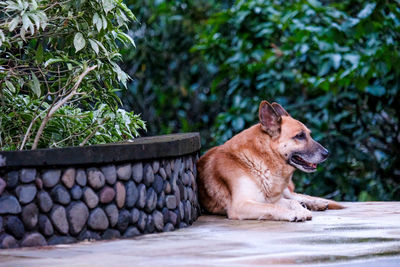 Handsome german shepperd dog relaxing after lunch