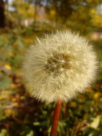 Close-up of dandelion flower