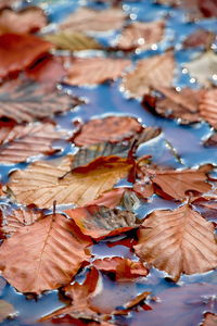 Close-up of dry maple leaves during autumn