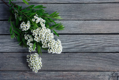 High angle view of flowering plant on table