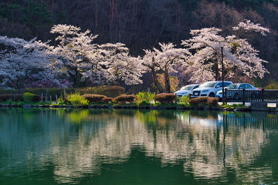 View of cherry tree by lake