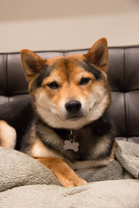 Portrait of dog on sofa at home