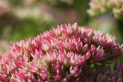 Close-up of pink flowering plants