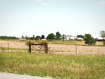 Trees on grassy field