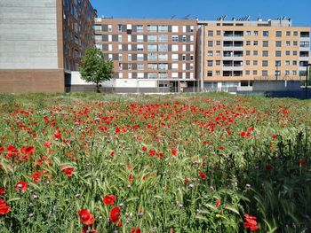 Poppies and buildings