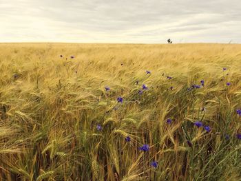 Scenic view of wheat field against sky