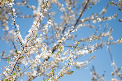 Low angle view of cherry blossoms against sky