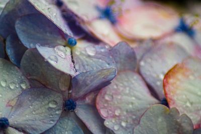 Close-up of raindrops on leaves