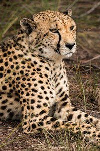 Close-up of a cat