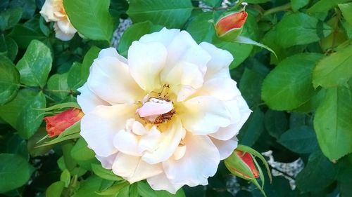 Close-up of flower