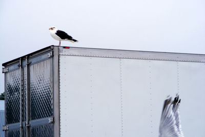 Bird perching on wall against clear sky