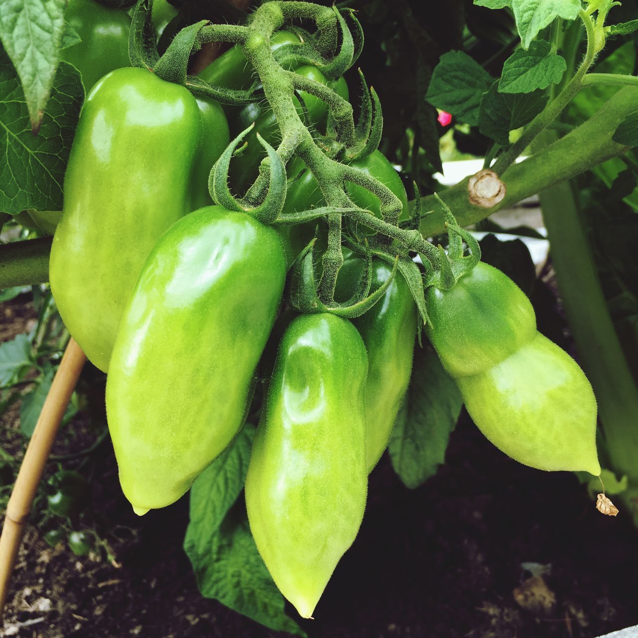 CLOSE-UP OF VEGETABLES