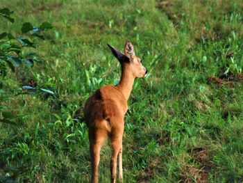 Lion standing in a field