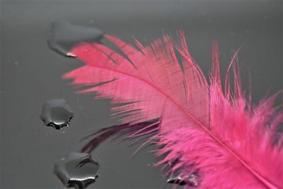 Close-up of wet red leaves floating on water