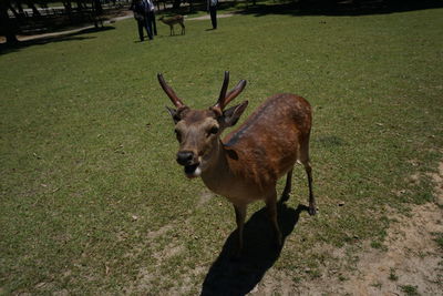 Deer standing on field