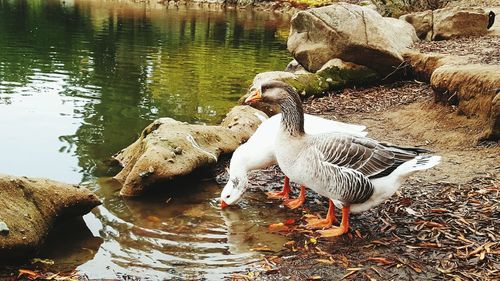 Ducks swimming on lake