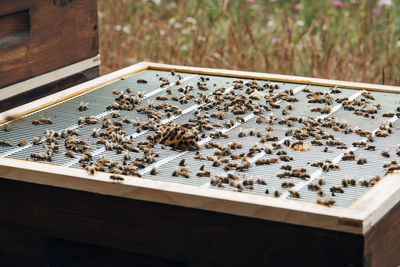 Close-up of bee on field