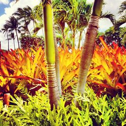 Close-up of palm tree